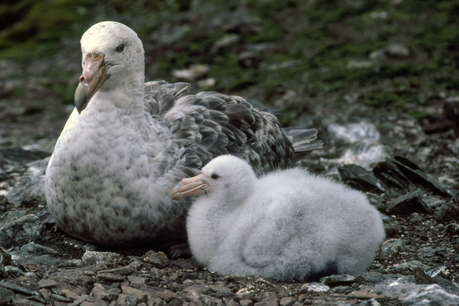 Giant Petrel Macronectes giganteus Parent and Chick on Nest